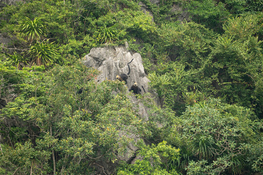 a Cat Ba langurs also known as the golden-headed langur are seen perched on a rugged limestone karst cliff surrounded by dense tropical vegetation