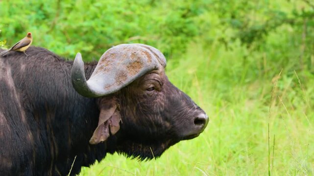 A red-billed oxpecker (Buphagus erythrorynchus) on an cape buffalo. South Africa.