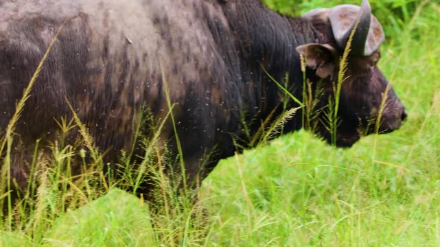 Two red-billed oxpeckers (Buphagus erythrorynchus) on an cape buffalo (Syncerus caffer) Walking in slow motion. South Africa.