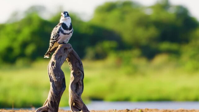 Portrait of a pied kingfisher (Ceryle rudis). South African wildlife safari.