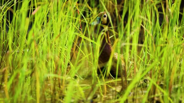 A family of white-faced whistling ducks (Dendrocygna viduata) floating in a lake in south africa.