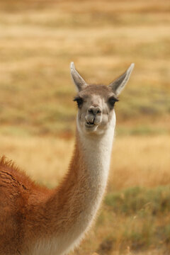 Guanaco