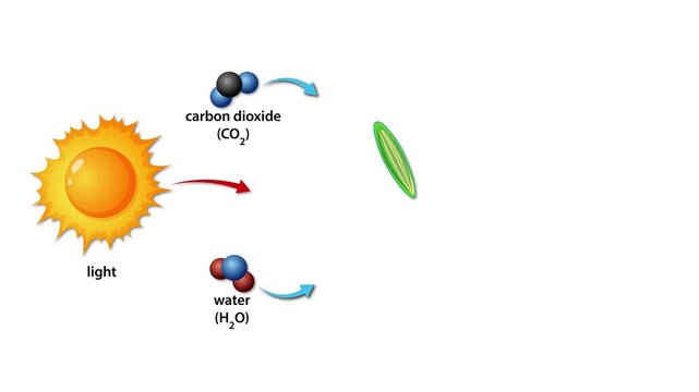 Diagram showing photosynthesis process of phytoplankton in ocean ecosystem using sunlight carbon dioxide and water to produce oxygen and glucose.