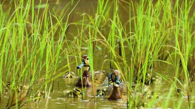 Footage of a mother white-faced whistling ducks (Dendrocygna viduata) teaching her young ones how to swim and float on water.