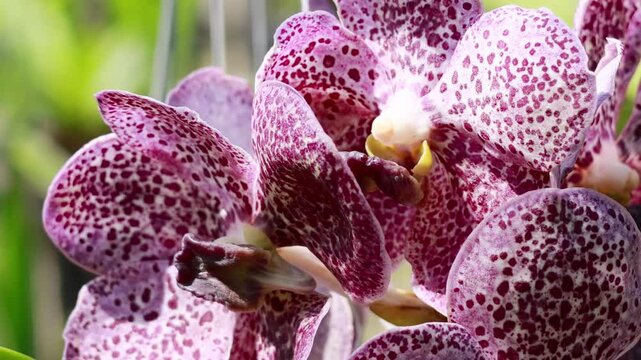 Close up of spotted purple orchid flowers swaying gently in soft natural light.