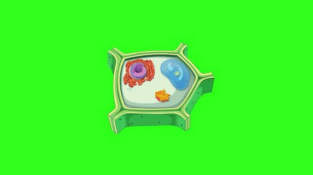 Animated diagram of plant cell with organelles identified and labeled showing nucleus, vacuole, chloroplast, and mitochondria.
