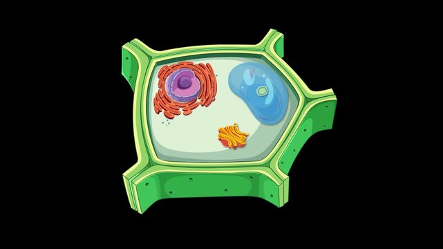 Plant cell structure animation focusing on cell wall and internal organelles for biology education.