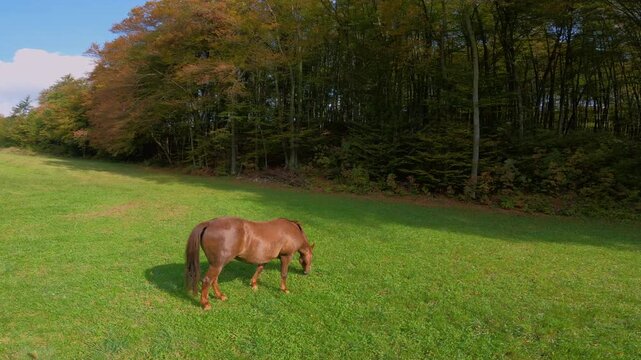 Chestnut mare grazes quietly in a green meadow at the edge of a dense deciduous forest on a sunny day. Peaceful rural scene with a grazing brown horse surrounded by tall trees and warm natural light.