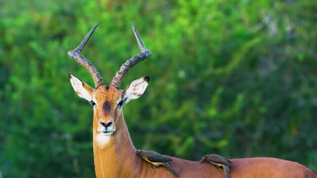 Close up of an impala or rooibok (Aepyceros melampus) with red-billed oxpecker (Buphagus erythrorynchus) on it, looking straight to the camera. 