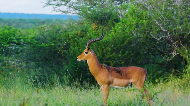 Footage of an impala or rooibok (Aepyceros melampus) with red-billed oxpecker (Buphagus erythrorynchus) sitting on his body looking into the forest.