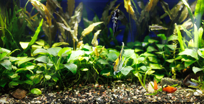 Black and white striped Angelfish (Pterophyllum scalare), red platies and danio in a freshwater planted aquarium