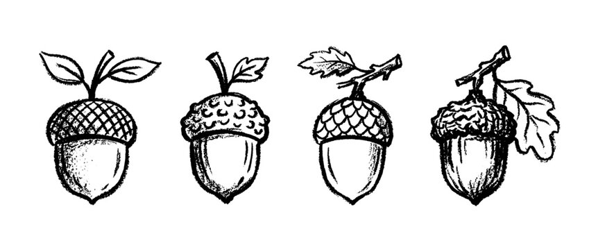 acorn , chalk texture vector set
