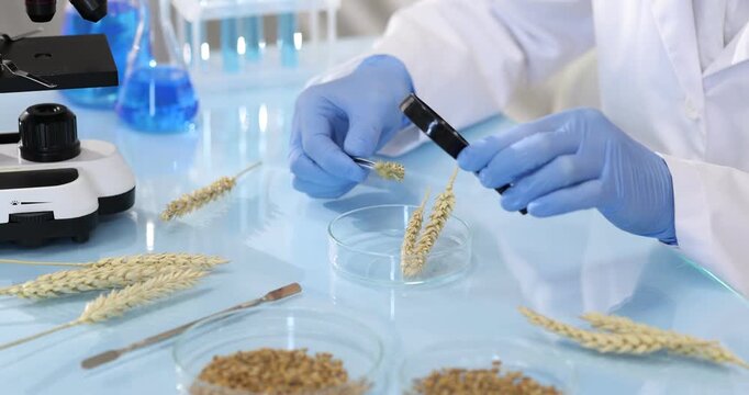 Laboratory testing. Scientist working with wheat spike at glass table indoors, closeup