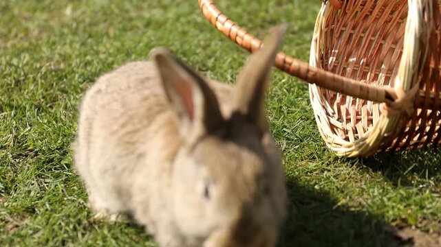 Cute fluffy rabbit near wicker basket on green grass outdoors. Camera tracking