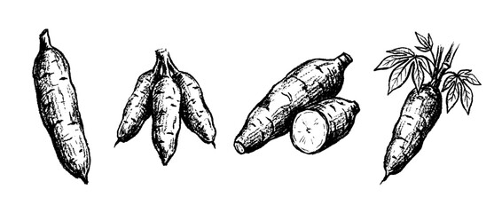 Naklejka premium cassava , chalk texture vector set