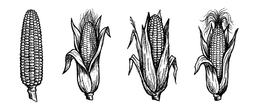 corn , chalk texture vector set