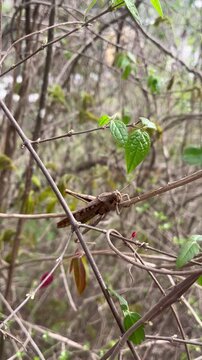 Camouflaged Grasshopper on Dry Branches in Nature Vertical Video