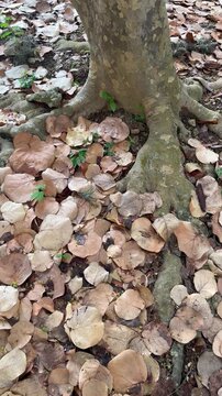 Tree Roots and Dry Autumn Leaves on Forest Ground background