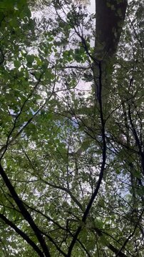 Relaxing view looking up through green tree canopy branches