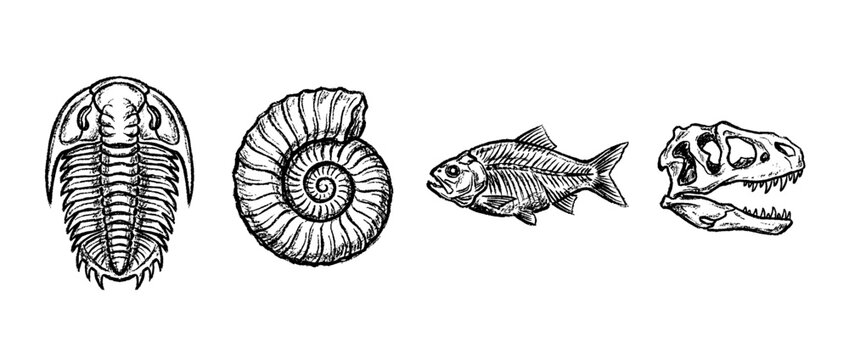 fossil , chalk texture vector set