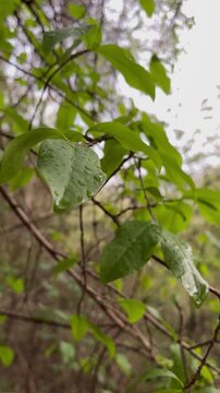 Raindrops on Green Leaves in Nature Forest background