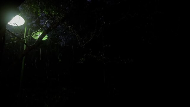 Spooky Night Rain Under Street Lights in the Dark Forest