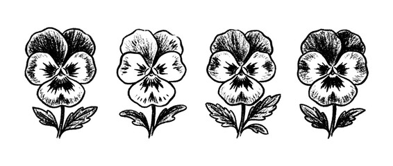 Naklejka premium pansy , chalk texture vector set