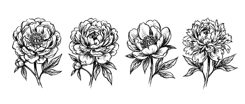 peony , chalk texture vector set