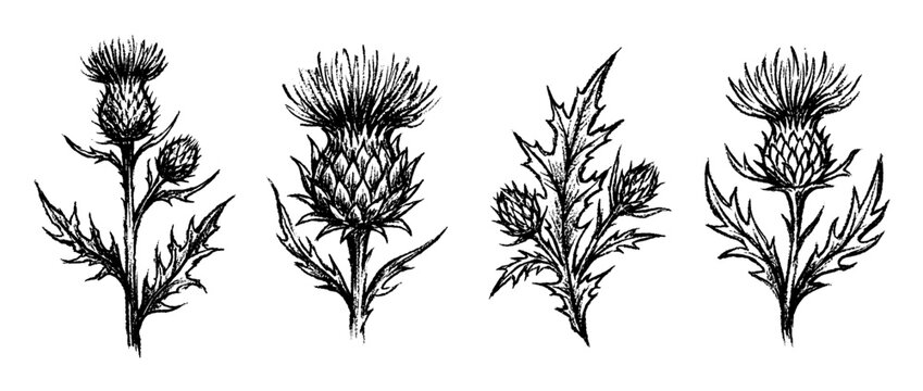 thistle , chalk texture vector set