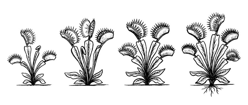 venus flytrap , chalk texture vector set