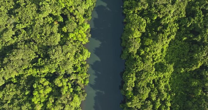Top down view jungle river winding through dense vibrant green tropical rainforest canopy, pristine untouched wilderness, beautiful remote nature landscape. Drone shot. Travel, explore Solomon Islands