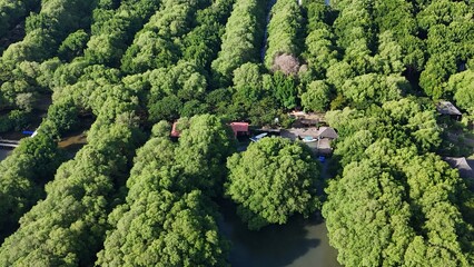 Naklejka premium a green mangrove tree islands growing densely in a network of winding, calm, dark water channels under natural daylight, forming a stunning pattern.