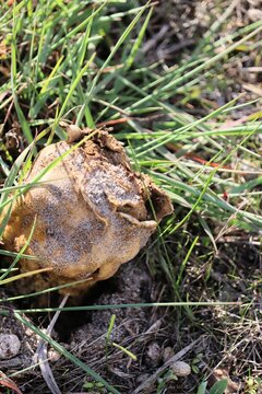 Close-up of Earthball Fungus (Scleroderma) South Australia 