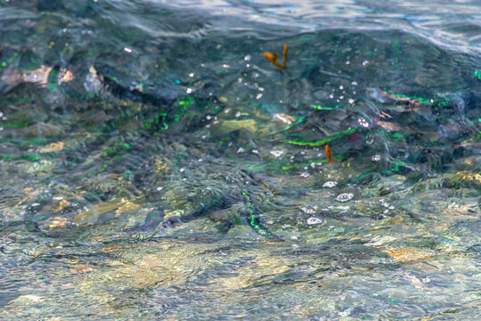 Capelin fish are swimming in clear water with rocks on the ocean floor. The small fish are slender, small, long, and thin, with darker greenish-blue backs and bright silver sides, in a school. 