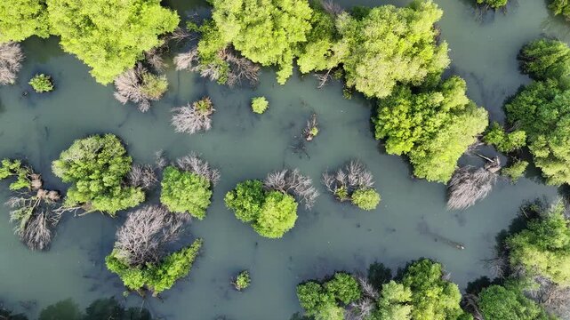 a green mangrove tree islands growing densely in a network of winding, calm, dark water channels under natural daylight, forming a stunning pattern.