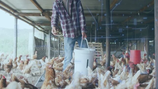 Farmer walking through henhouse holding bucket reaching into bucket and tossing feed, feeding flock