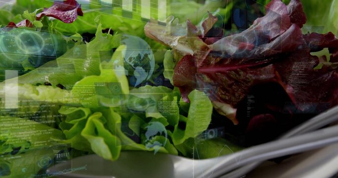 Showing green and red leaf lettuce on table, with water droplets, HUD, plate edge, napkin handle