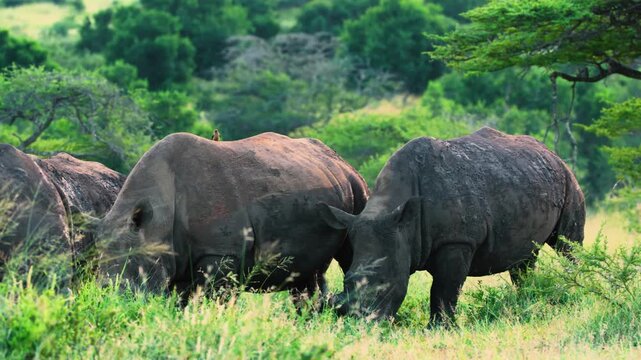 A herd of African rhinoceros grazing in Savanah.