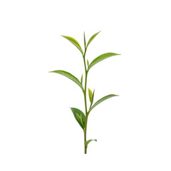 Obraz premium Fresh tea plant sprig with vibrant green leaves