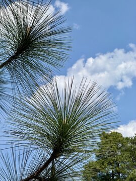 Longleaf pine tree branch isolated against a blue sky