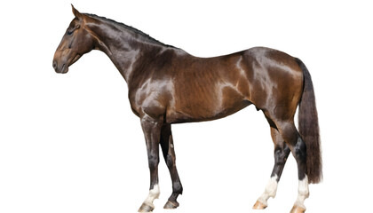 Naklejka premium Realistic horse standing side view with clean body details, premium PNG transparent background. Equestrian vector for logos, farms, animal illustrations.