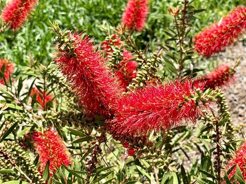 Closeup of the red bottlebrush plant fuzzy red flowers