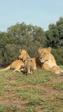 Cinematic Lion Pride Relaxing &ndash; Calm Family of Lions in Natural Environment, Wildlife Footage