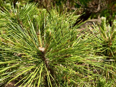 Close up of a longleaf pine with a shallow depth of field