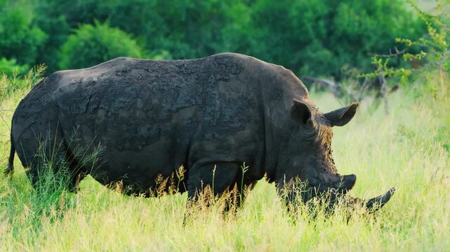 Full body footage of an Afrcian black rhinoceros, (Diceros bicornis) grazing in Savanah. 