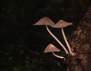 Hongos sobre tronco © Sergio