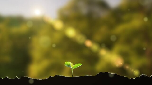 Time-lapse of Grass Sprouting and Growing in the Sunlight