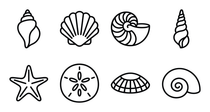Collection of sea shells vector illustrations various types including conch fan nautilus and starfish.