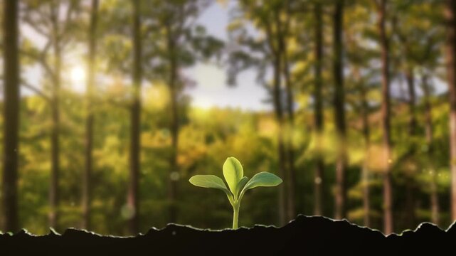 In spring, plant seeds germinate and grow