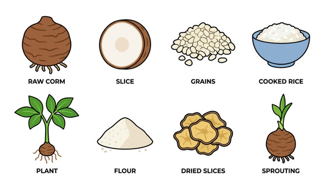 Various stages and forms of taro root from raw to cooked and processed